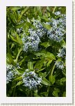 10 - 37 Gradina Botanica - Jibou  * 428 x 640 * (108KB)